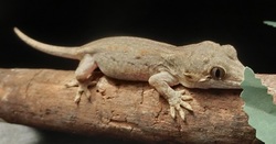 Rhacodactylus auriculatus