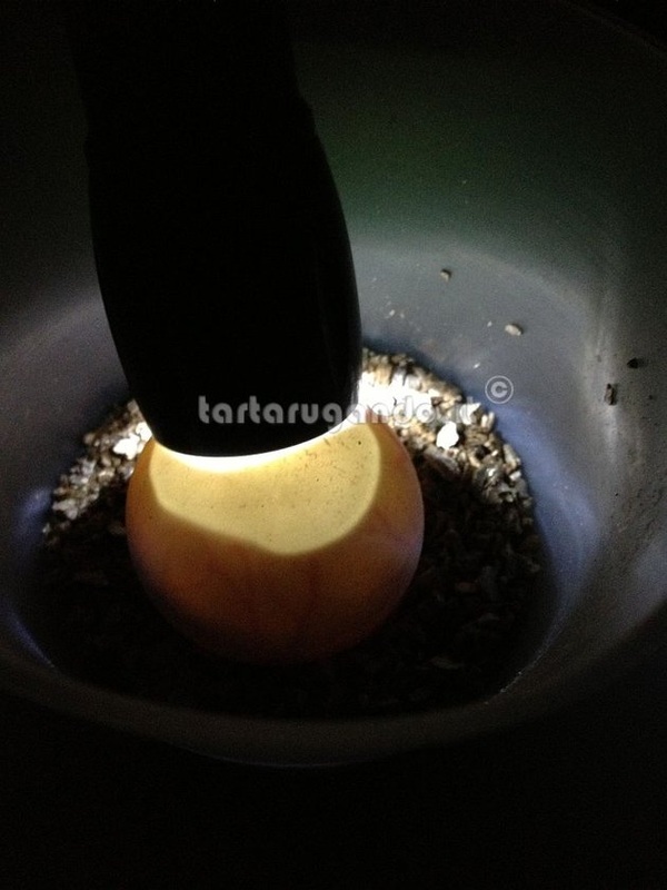 Speratura uova 10